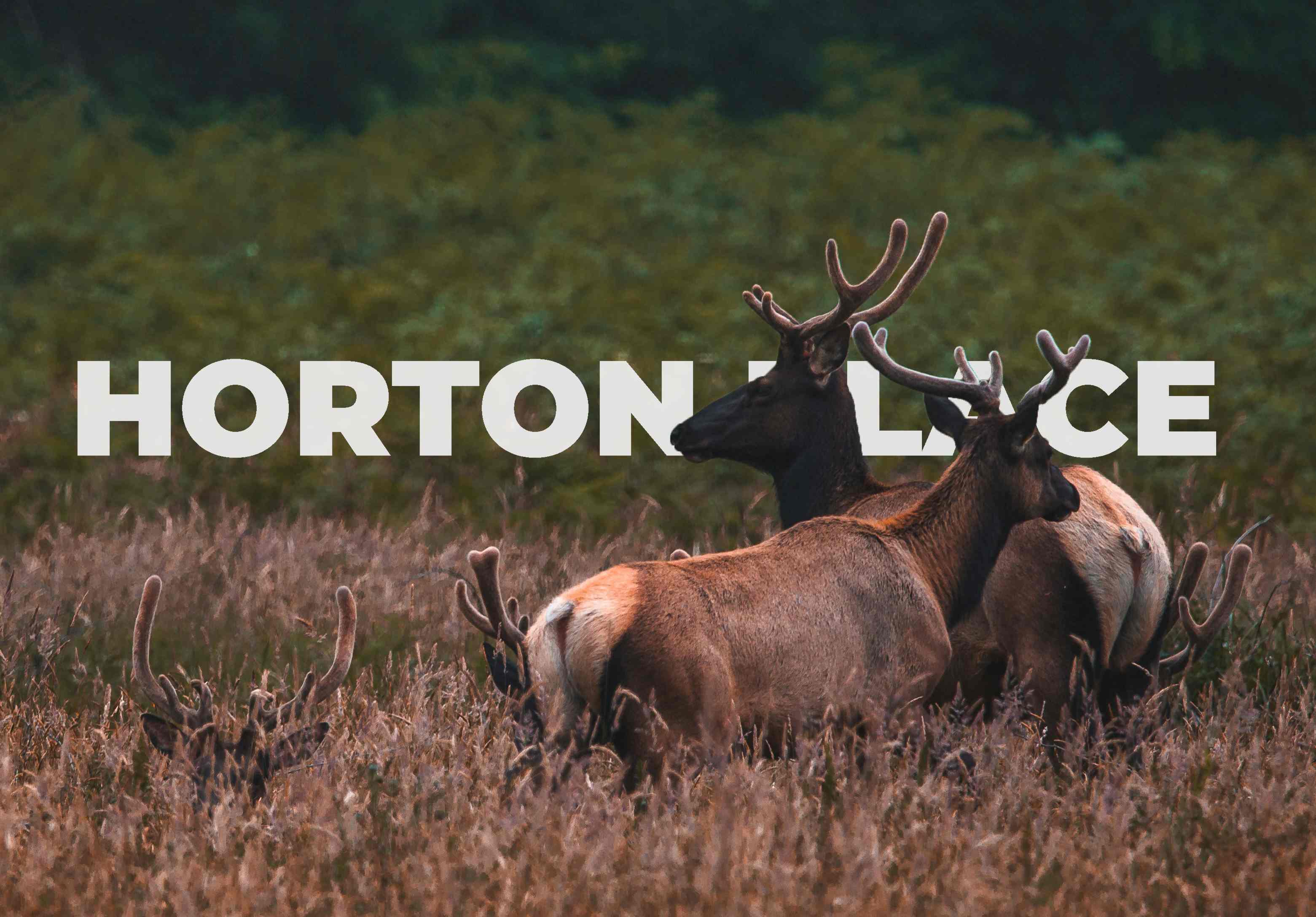 Horton Forest