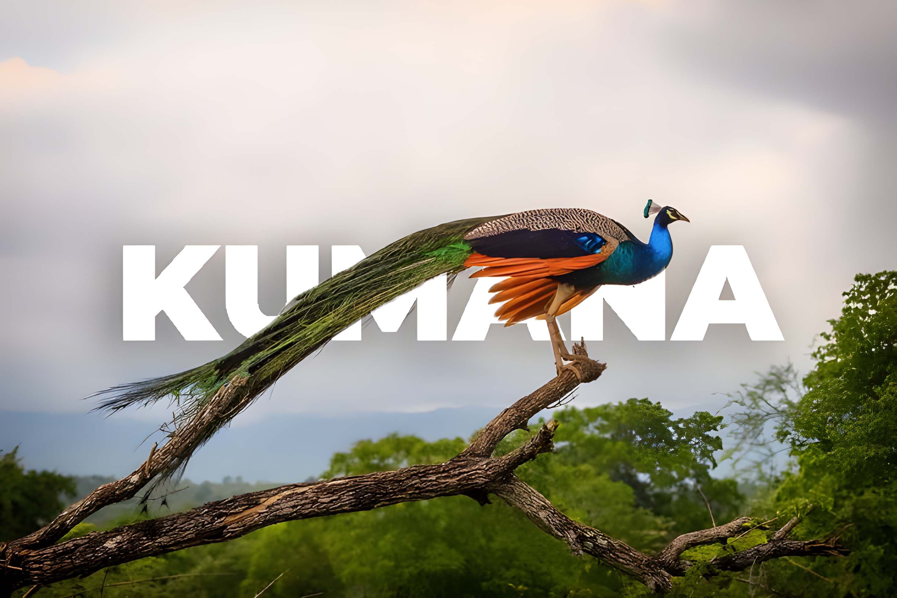 Kumana Forest