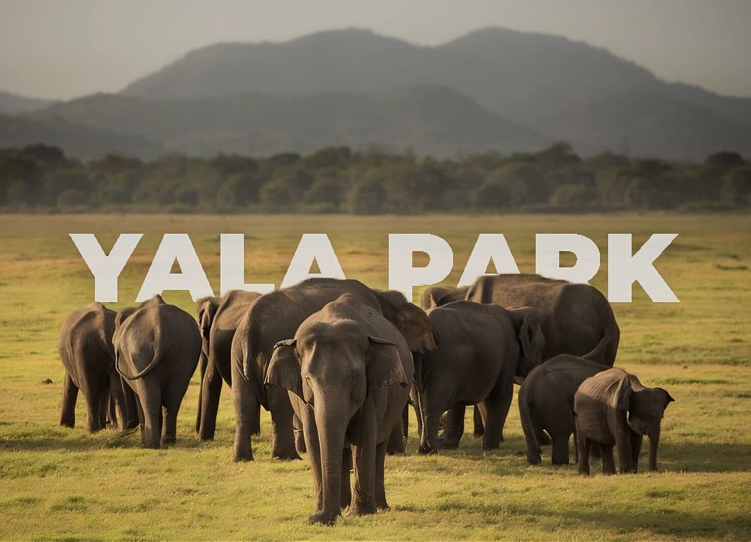 Yala Forest